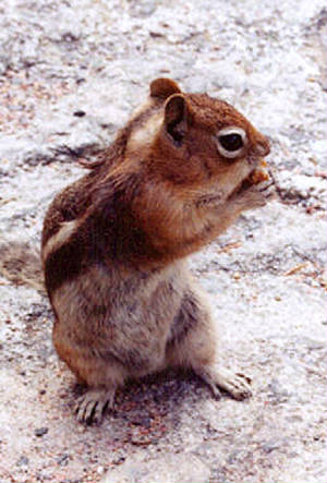 chipmunk.jpg