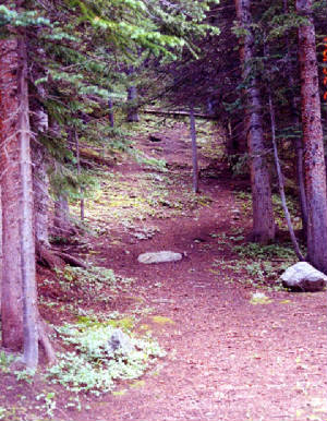 pathways.jpg