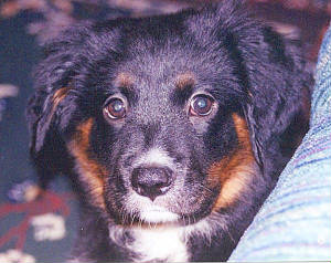 quincypuppy.jpg
