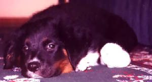 quincypuppy2.jpg